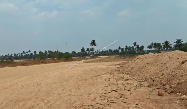 Palm Tree Boundary Existing tall palm trees and raised graded earth marking the perimeter of the Sobha One Residences site
